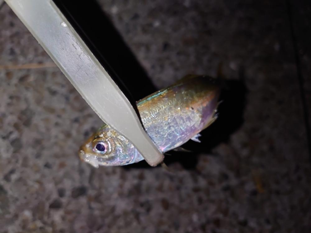 初心者アジング🎣