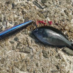 久しぶりのショアジギング🎣