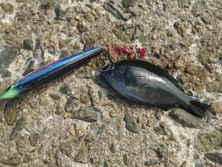 久しぶりのショアジギング🎣