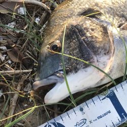 久々の年無しゲット