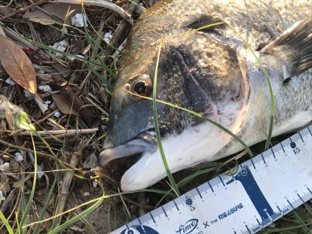 久々の年無しゲット