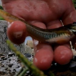 旧中川 ようやく1束釣れる