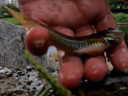 旧中川 ようやく1束釣れる
