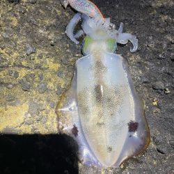 2023 佐渡ヶ島エギング 17回目【9月24日】