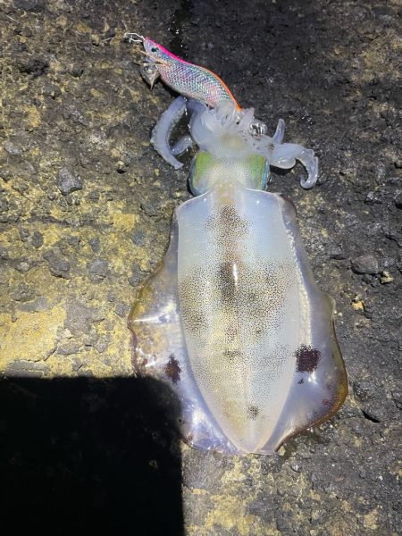 2023 佐渡ヶ島エギング 17回目【9月24日】