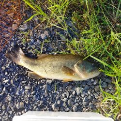 初めてブラックバス釣りました(^^)