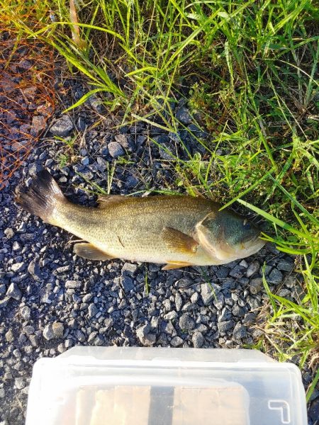 初めてブラックバス釣りました(^^)