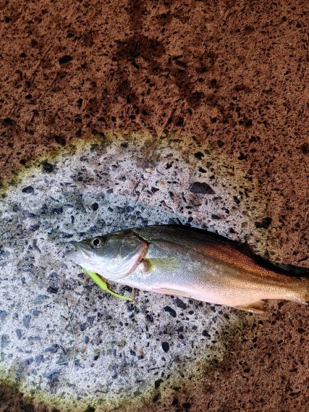 セイゴ24cmを3匹