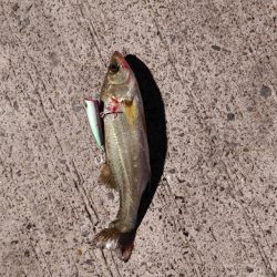 セイゴ一匹　トップで(^^)