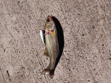 セイゴ一匹　トップで(^^)