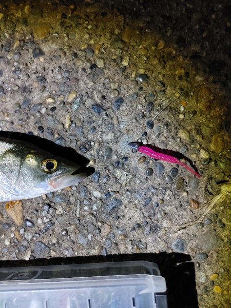 セイゴ7匹(18～24cm)