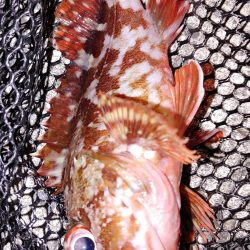 エギングとアジング