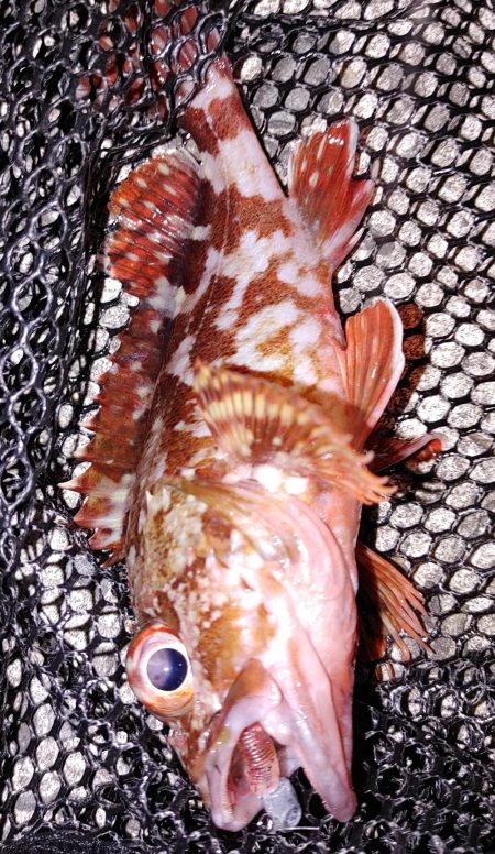 エギングとアジング