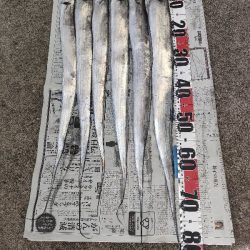 テンビンでタチウオ◎鴨下丸