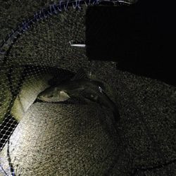 久々のでかいシーバス