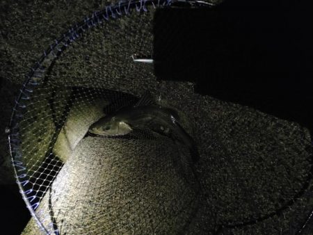 久々のでかいシーバス