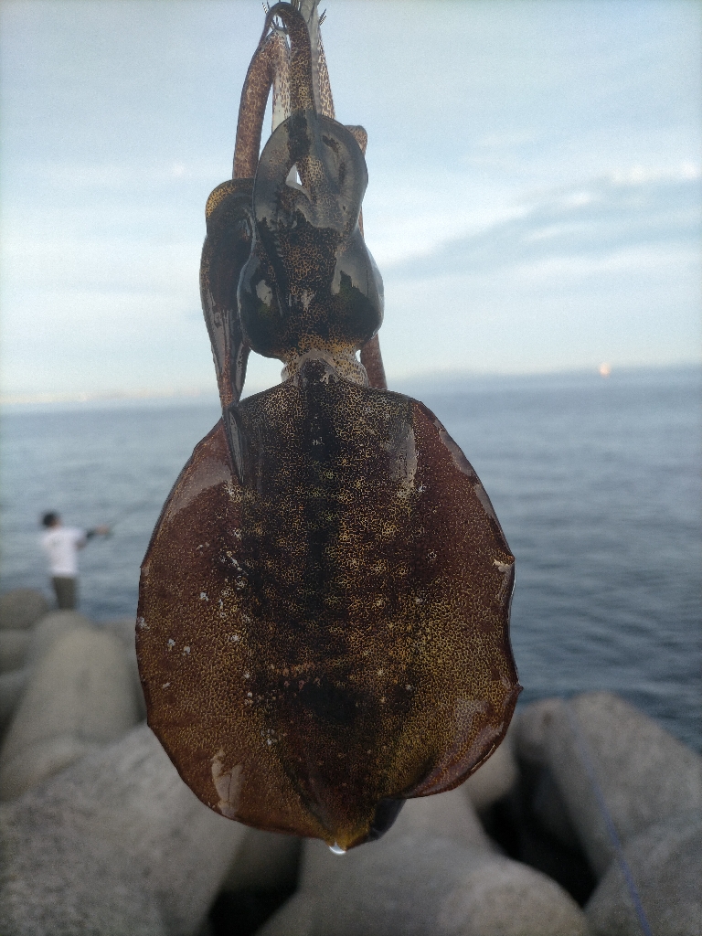 朝からエギング