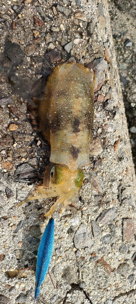 エギ＆チニング