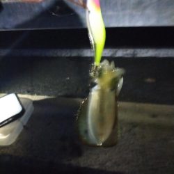 アオリの新子調査