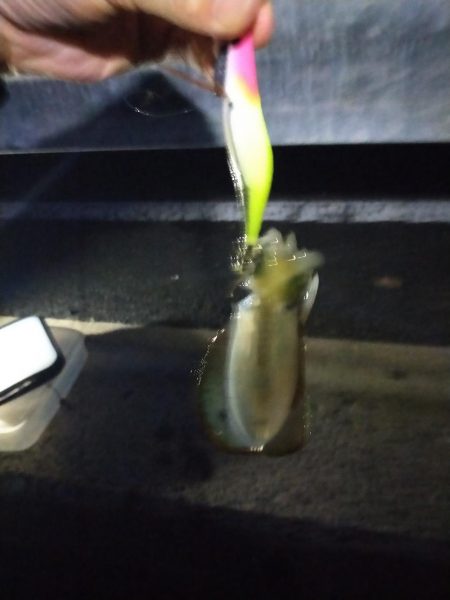 アオリの新子調査