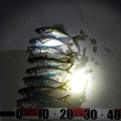 アジングの季節