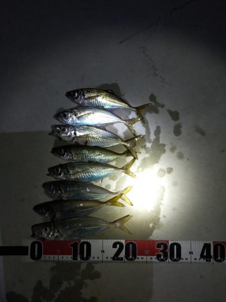 アジングの季節