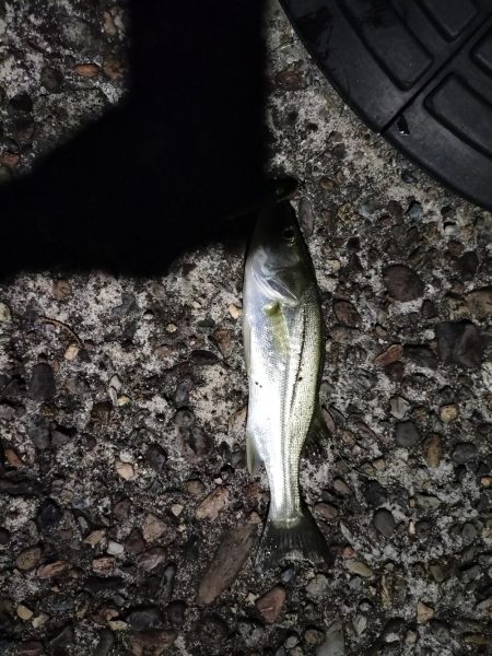 ビッグサイズ、、