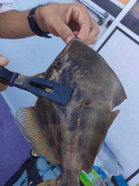 カワハギ釣り。えさ政から