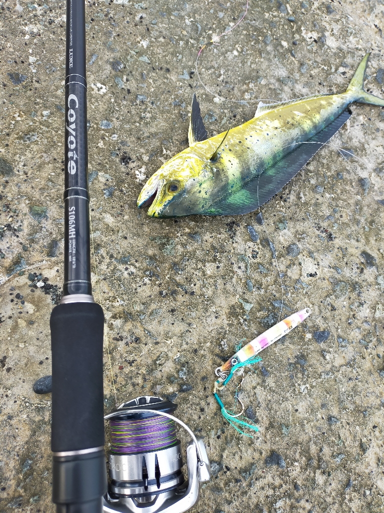 シイラが来てました