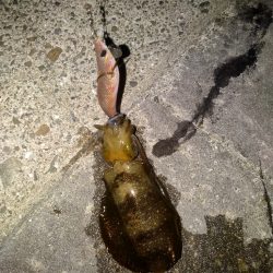 秋アオリイカよ