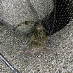 アジ入れ食いとマゴチ