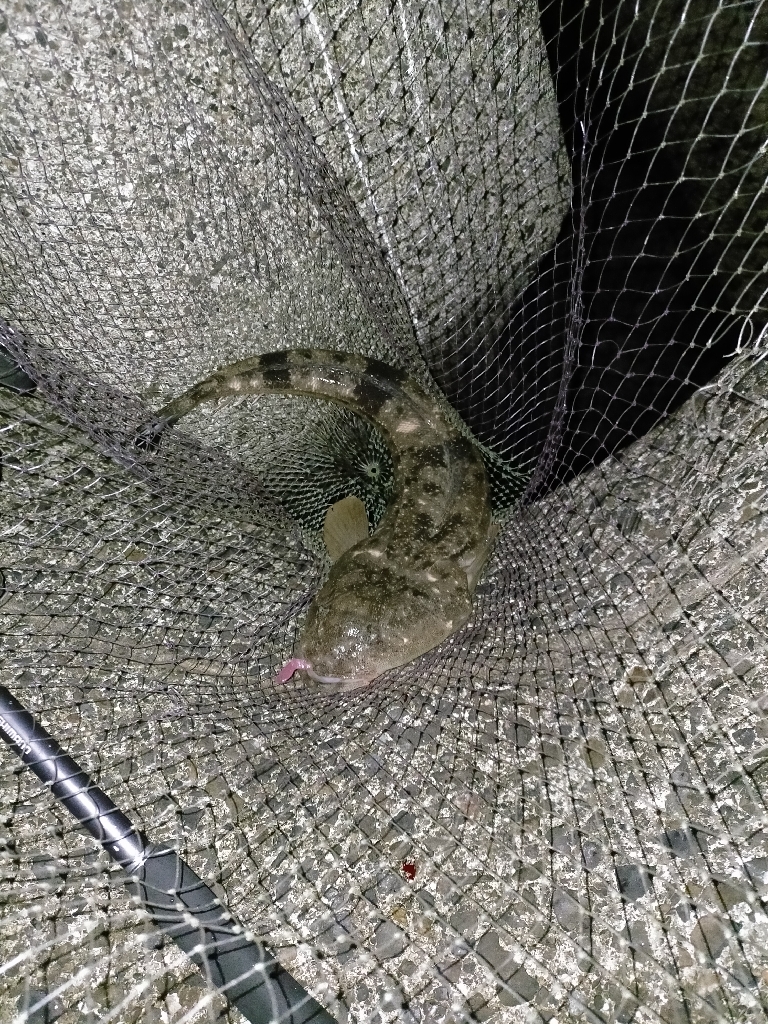 アジ入れ食いとマゴチ