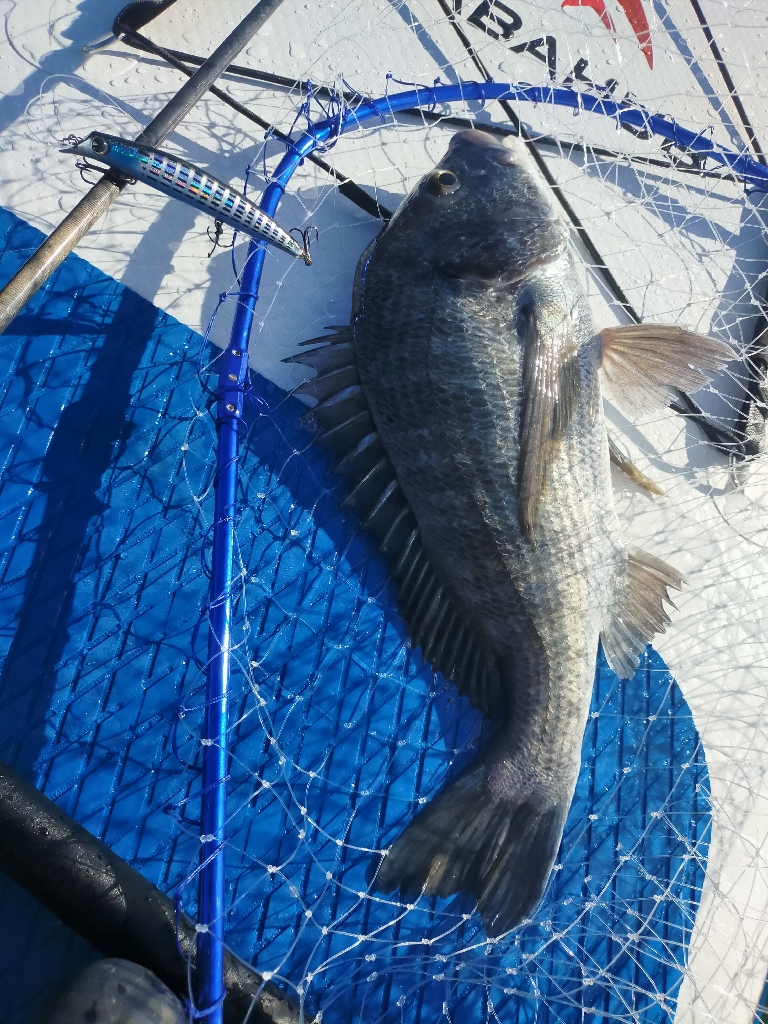 SUPフィッシング