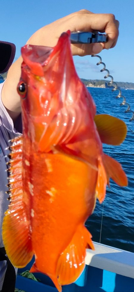 ソフトルアーでアカハタ◎長栄丸