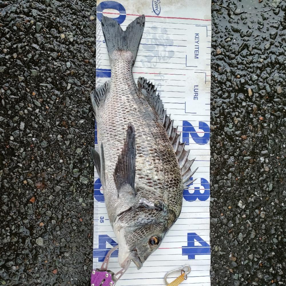 チニング、タコ