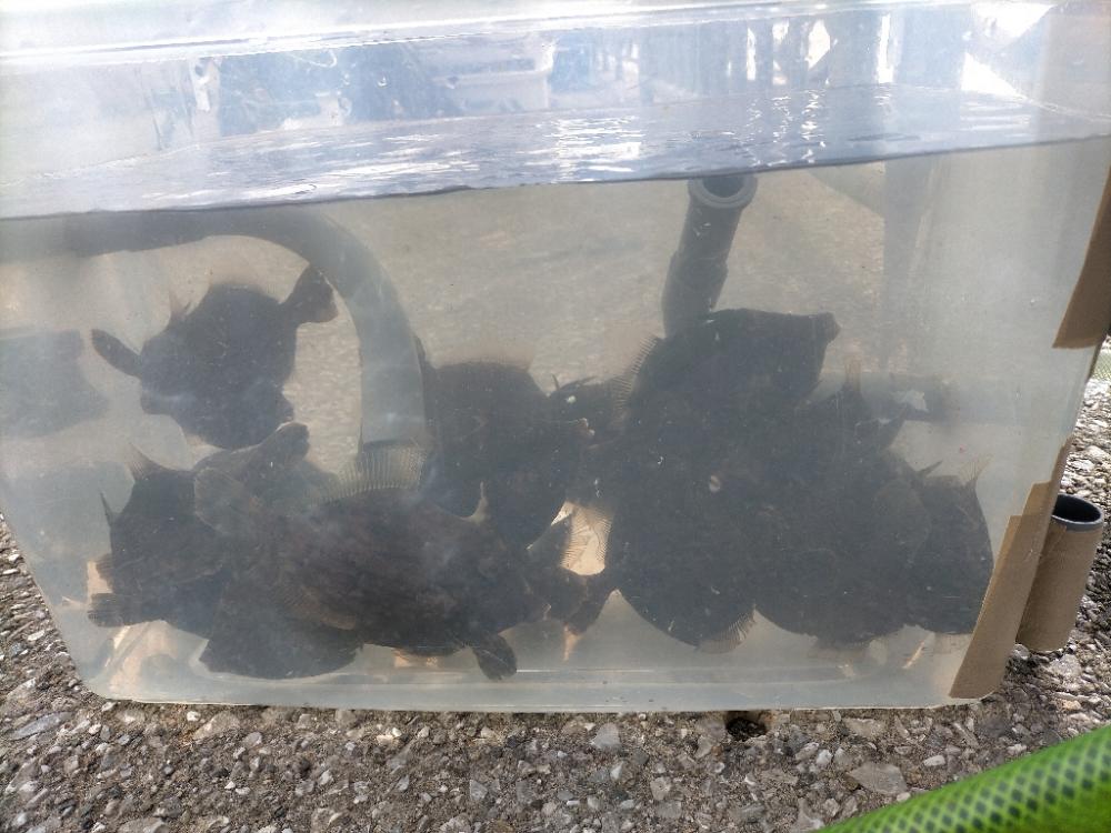 カワハギ爆釣！