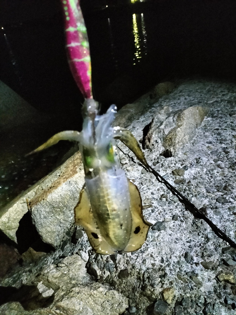 今季初エギング