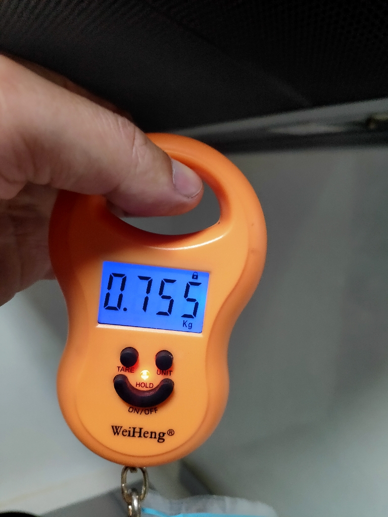 アオリイカ(トンカツサイズ)