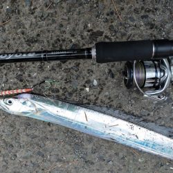 朝マヅメタチウオ