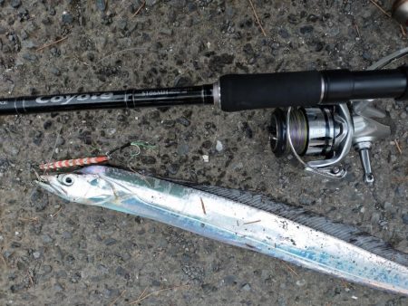 朝マヅメタチウオ