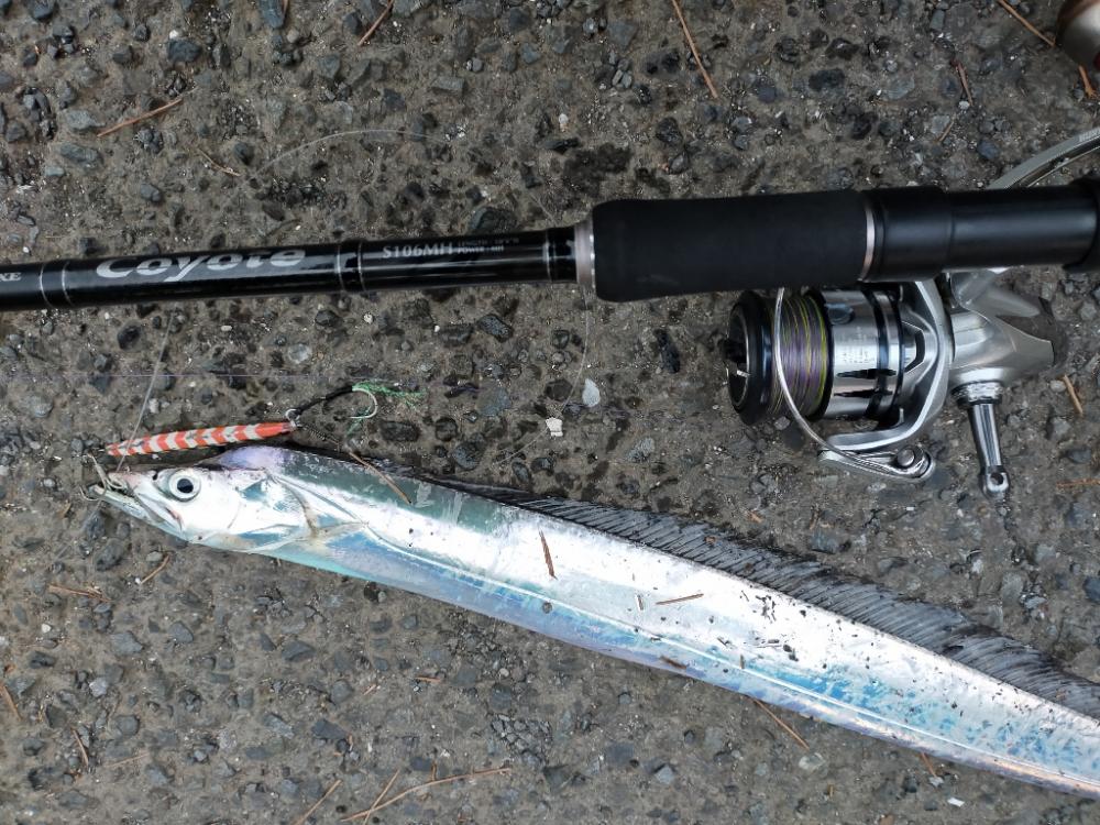 朝マヅメタチウオ