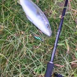 青物が戻ってきました