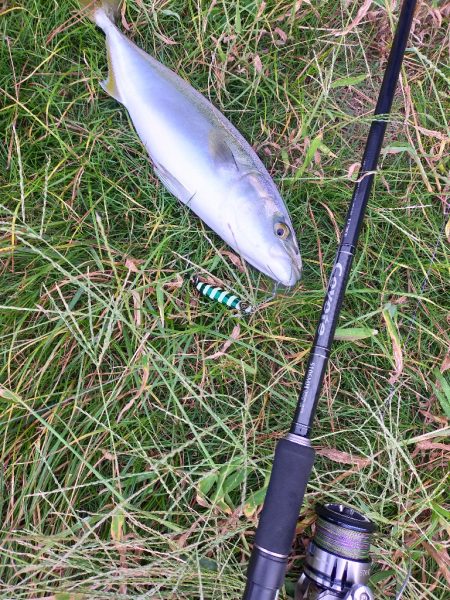 青物が戻ってきました