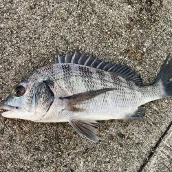 黒鯛に戻ります