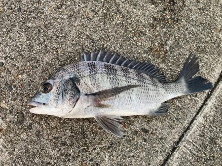 黒鯛に戻ります