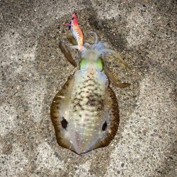 アオリイカ狙い