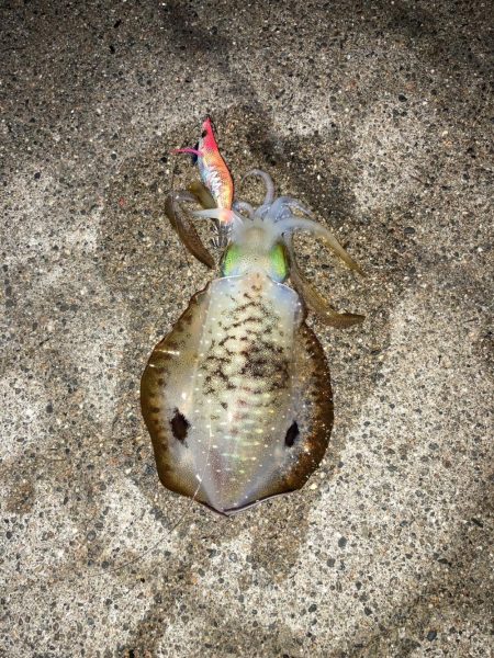 アオリイカ狙い