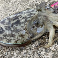 夕まづめでリベンジ