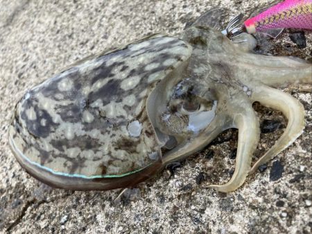 夕まづめでリベンジ