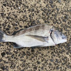 いつまで黒鯛釣れるんだ？